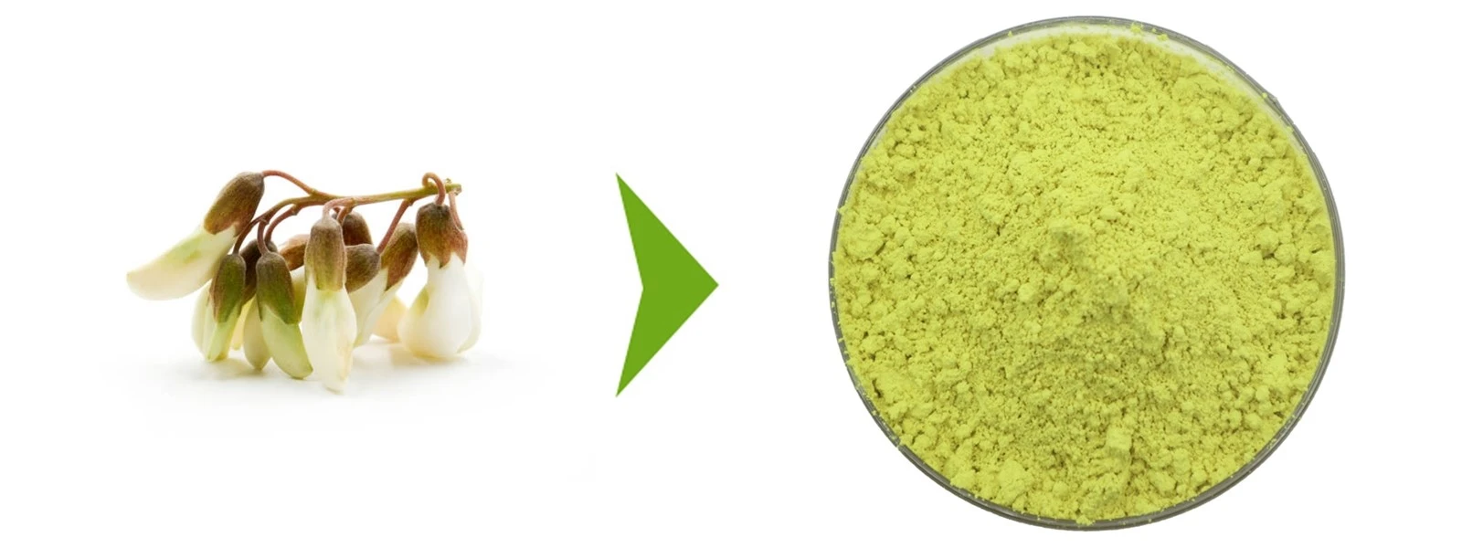 Quercetin Powder Quercetin Powder